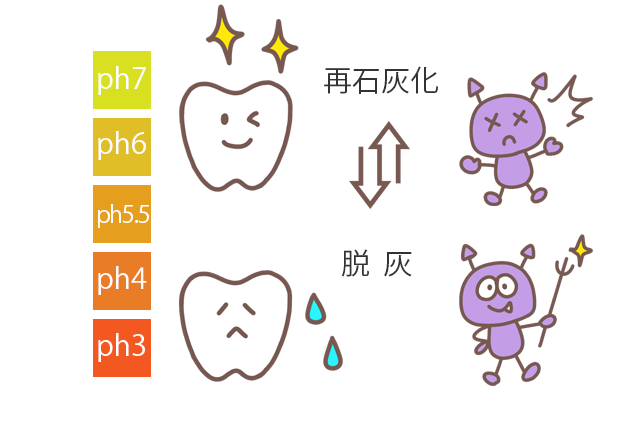 歯の再石灰化と脱灰