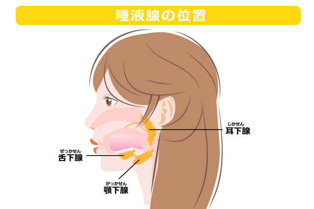 唾液腺の位置
