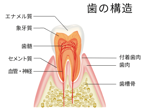 歯の構造