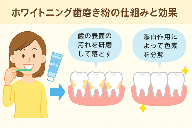 ホワイトニング用歯磨き粉の仕組みと効果